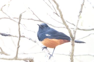 Birding Outing at Gwahumbe