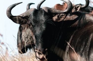Wine and Wildebeest – The Perfect Pairing