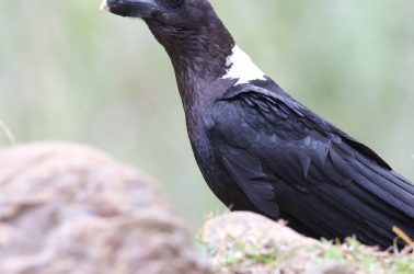 Birding Tours at Gwahumbe – Join us on the 13th of June