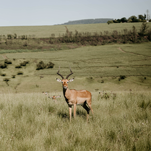 Impala standing in grass